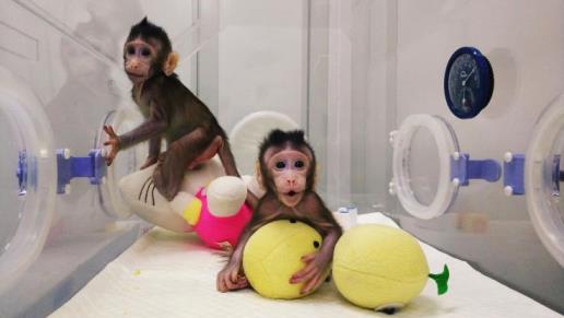 Le due scimmie su cui è stata effettuata la clonazione